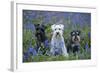 Miniature Schnauzers in Bluebells-null-Framed Photographic Print