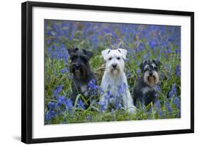 Miniature Schnauzers in Bluebells-null-Framed Photographic Print