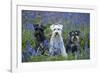 Miniature Schnauzers in Bluebells-null-Framed Photographic Print