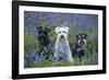 Miniature Schnauzers in Bluebells-null-Framed Photographic Print