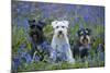 Miniature Schnauzers in Bluebells-null-Mounted Photographic Print