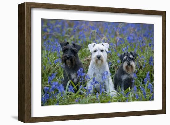 Miniature Schnauzers in Bluebells-null-Framed Photographic Print