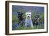 Miniature Schnauzers in Bluebells-null-Framed Photographic Print