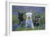 Miniature Schnauzers in Bluebells-null-Framed Photographic Print