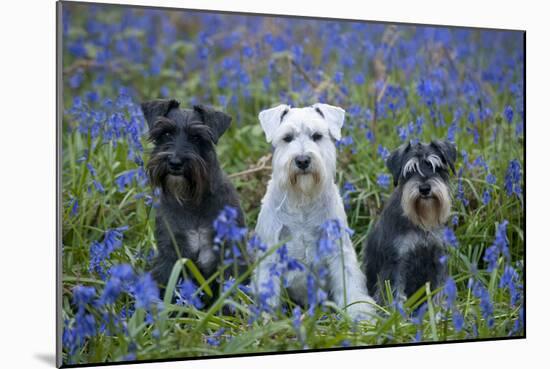 Miniature Schnauzers in Bluebells-null-Mounted Photographic Print