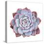 Miniature Succulent Plants Isolated-kenny001-Stretched Canvas