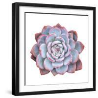 Miniature Succulent Plants Isolated-kenny001-Framed Photographic Print