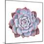 Miniature Succulent Plants Isolated-kenny001-Mounted Photographic Print