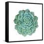 Miniature Succulent Plants-kenny001-Framed Stretched Canvas