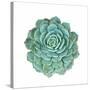 Miniature Succulent Plants-kenny001-Stretched Canvas