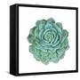 Miniature Succulent Plants-kenny001-Framed Stretched Canvas