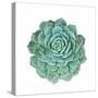 Miniature Succulent Plants-kenny001-Stretched Canvas