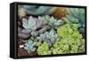 Miniature Succulent Plants-kenny001-Framed Stretched Canvas