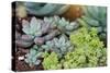 Miniature Succulent Plants-kenny001-Stretched Canvas