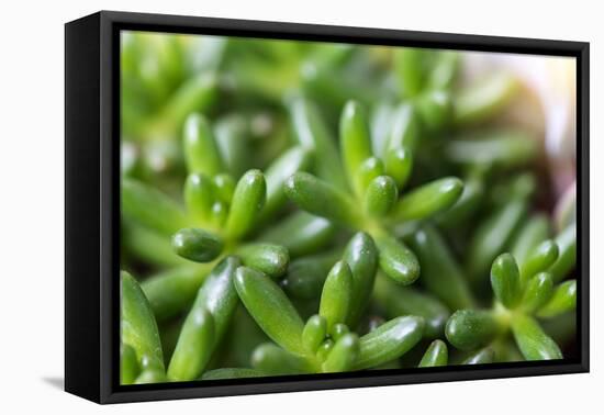 Miniature Succulent Plants-kenny001-Framed Stretched Canvas