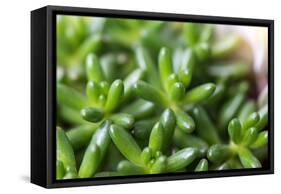 Miniature Succulent Plants-kenny001-Framed Stretched Canvas