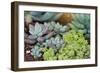 Miniature Succulent Plants-kenny001-Framed Photographic Print