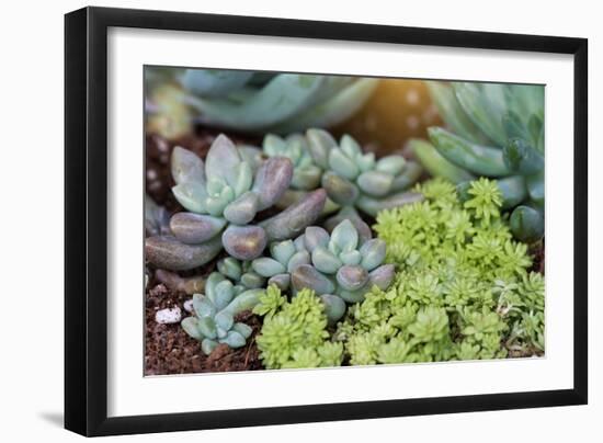 Miniature Succulent Plants-kenny001-Framed Photographic Print