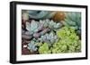 Miniature Succulent Plants-kenny001-Framed Photographic Print