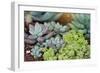 Miniature Succulent Plants-kenny001-Framed Photographic Print