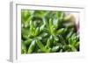 Miniature Succulent Plants-kenny001-Framed Photographic Print