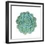 Miniature Succulent Plants-kenny001-Framed Photographic Print