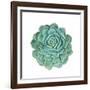 Miniature Succulent Plants-kenny001-Framed Photographic Print