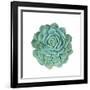 Miniature Succulent Plants-kenny001-Framed Photographic Print