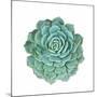 Miniature Succulent Plants-kenny001-Mounted Photographic Print