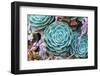 Miniature Succulent Plants-kenny001-Framed Photographic Print