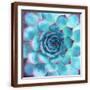 Brown Frame