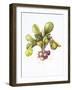 Miniature turnips, 1995-Margaret Ann Eden-Framed Giclee Print