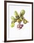 Miniature turnips, 1995-Margaret Ann Eden-Framed Giclee Print