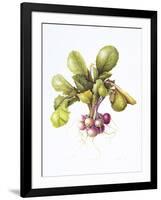 Miniature turnips, 1995-Margaret Ann Eden-Framed Giclee Print