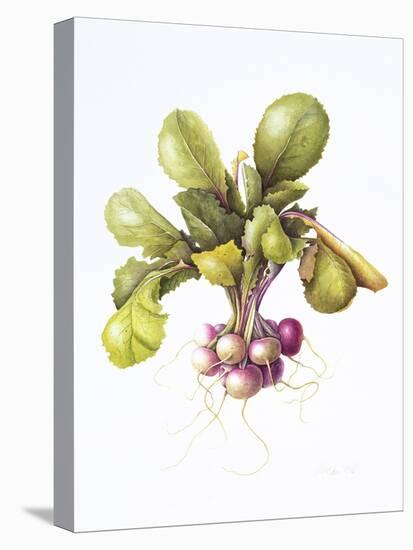 Miniature turnips, 1995-Margaret Ann Eden-Stretched Canvas