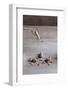 Miniature with Peanut People Trying to Hold their Balance and Grasping for a Straw-Nailia Schwarz-Framed Photographic Print