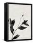 Minimalist Black Flower I-Eline Isaksen-Framed Stretched Canvas