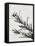 Minimalist Black Flower II-Eline Isaksen-Framed Stretched Canvas