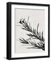 Minimalist Black Flower II-Eline Isaksen-Framed Art Print