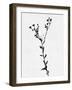 Minimalist Black Flower V-Eline Isaksen-Framed Art Print