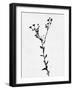 Minimalist Black Flower V-Eline Isaksen-Framed Art Print