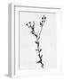 Minimalist Black Flower V-Eline Isaksen-Framed Art Print