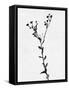 Minimalist Black Flower V-Eline Isaksen-Framed Stretched Canvas