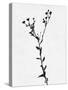 Minimalist Black Flower V-Eline Isaksen-Stretched Canvas