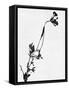 Minimalist Black Wild Flower I-Eline Isaksen-Framed Stretched Canvas