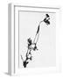 Minimalist Black Wild Flower I-Eline Isaksen-Framed Art Print
