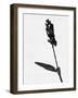 Minimalist Black Wild Flower II-Eline Isaksen-Framed Art Print