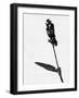 Minimalist Black Wild Flower II-Eline Isaksen-Framed Art Print