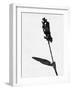 Minimalist Black Wild Flower II-Eline Isaksen-Framed Art Print