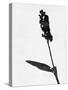 Minimalist Black Wild Flower II-Eline Isaksen-Stretched Canvas